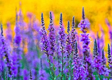 《空之轨迹 the 1st》Switch 2版支持4K级别稳定30fps